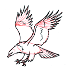 Disegnare un aquila