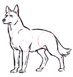Dessiner un chien