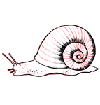 Draw a snail