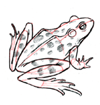 Draw a frog