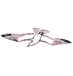 Dessiner un oiseau