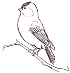 Draw a robin