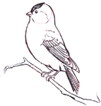 Dessiner un Rouge-gorge