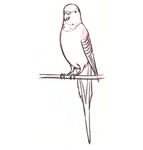 Draw a parrot