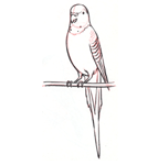 Dessiner un perroquet