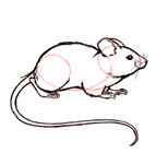 Disegnare un topo