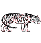 Disegnare una tigre