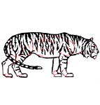 Dessiner un tigre