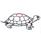 Dessiner une tortue